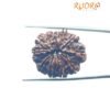 11 Mukhi Rudraksha Nepal (28.61 Mm)