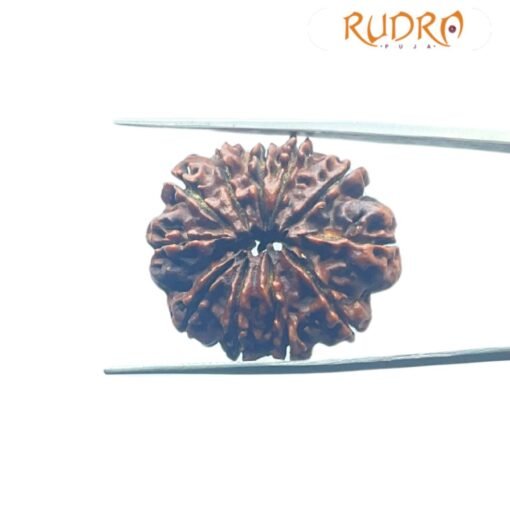 11 Mukhi Rudraksha Nepal (28.61 Mm)