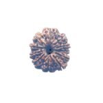 11 Mukhi Rudraksha Nepal (28.61 mm)