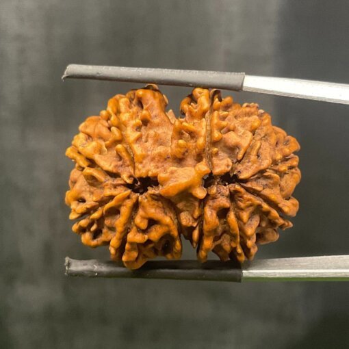 11-Mukhi-Rudraksha-Nepal-29.57-MM-BP-C.jpg October 22, 2024 174 KB