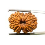 11-Mukhi-Rudraksha-Nepal-29.57-MM-MP-C.jpg October 22, 2024 103 KB