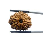 11 Mukhi Rudraksha Original Nepal - (23.68 MM)