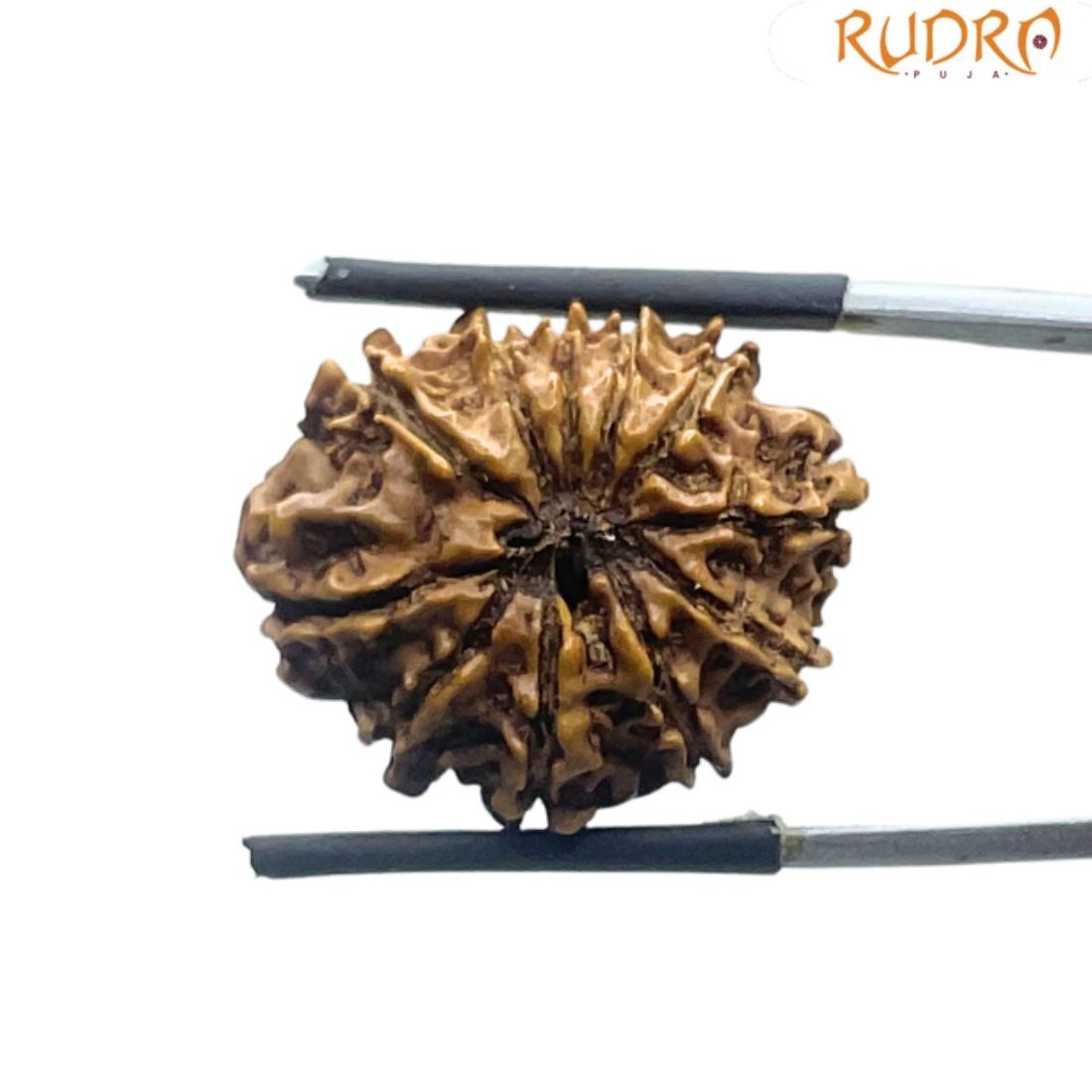 11 Mukhi Rudraksha Original Nepal - (23.68 MM)