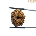 11 Mukhi Rudraksha Original Nepal - (23.68 MM)