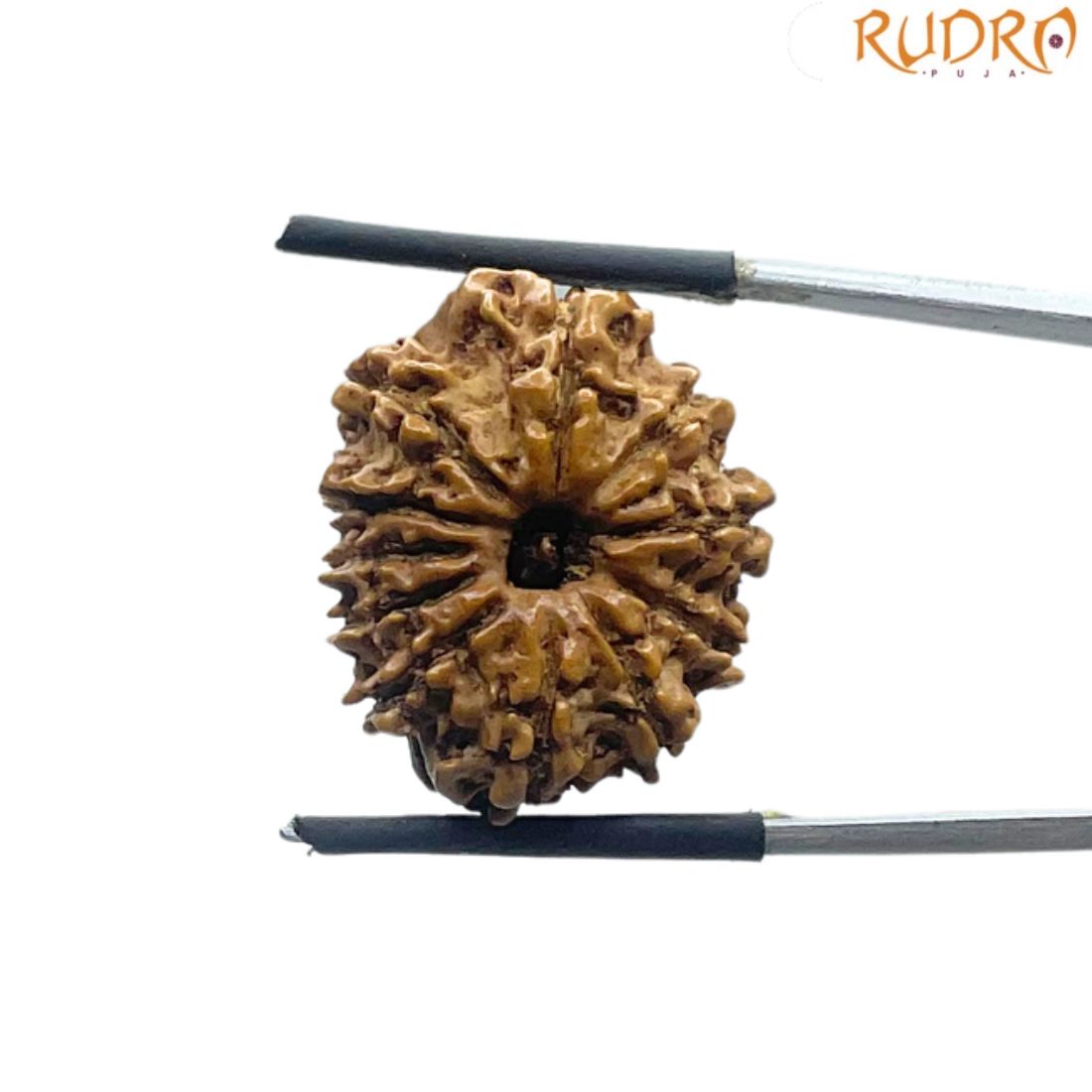 11 Mukhi Rudraksha Original Nepal - (23.68 MM)