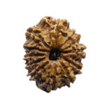 11 Mukhi Rudraksha Original Nepal - (23.68 MM)