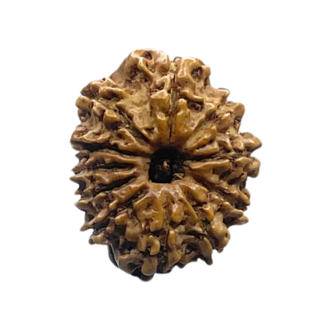 11 Mukhi Rudraksha Original Nepal - (23.68 MM)