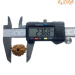 11 Mukhi Rudraksha Original Nepal - (23.68 MM)