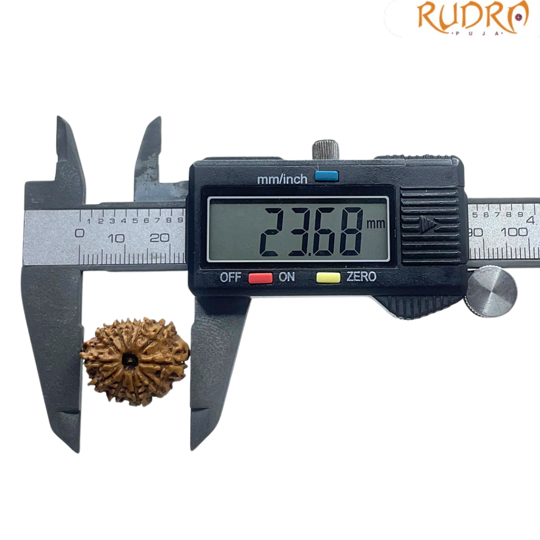 11 Mukhi Rudraksha Original Nepal - (23.68 MM)