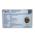 11 Mukhi Rudraksha Original Nepal - (23.68 MM)