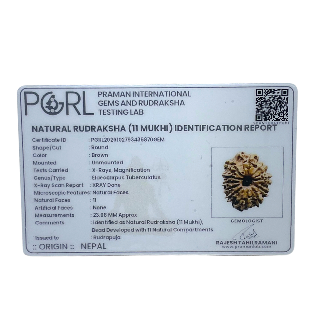 11 Mukhi Rudraksha Original Nepal - (23.68 MM)