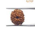 11 Mukhi Indonesian Rudraksha (16.10 Mm)