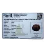 11 Mukhi Indonesian Rudraksha (16.35Mm )