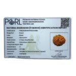 11 Mukhi Indonesian Rudraksha (17.17 Mm) 11 11 Mukhi Indonesian Rudraksha (17.17 Mm)