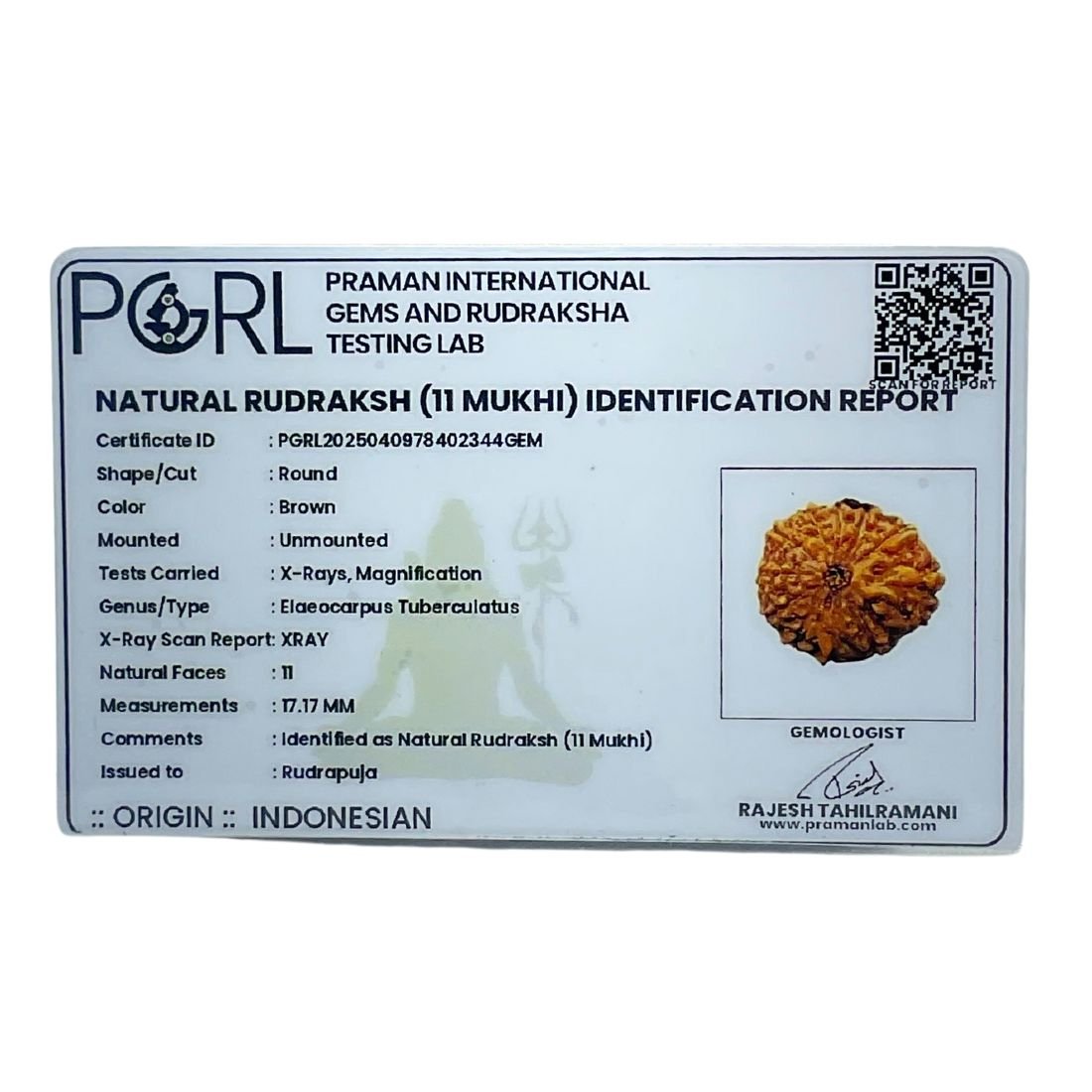 11 Mukhi Indonesian Rudraksha (17.17 Mm) 6 11 Mukhi Indonesian Rudraksha (17.17 Mm)