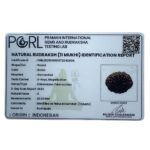 11 mukhi Indonesian Rudraksha (20.00 MM)