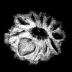 11 Mukhi Rudraksha 15.65 Mm X-Ray