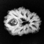 11 Mukhi Rudraksha 17.17 Mm X-Ray
