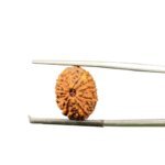 11 Mukhi Rudraksha Indonesian (16.25 Mm)
