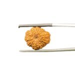 11 mukhi rudraksha indonesian (16.99 MM)