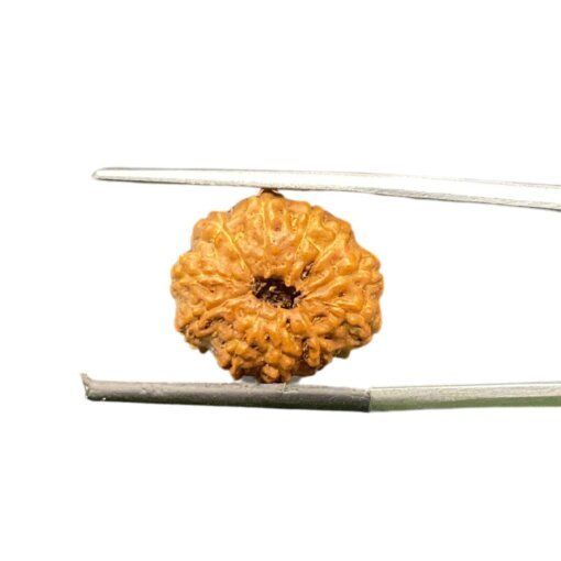 11 Mukhi Rudraksha Indonesian (16.99 Mm)