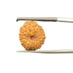 11 Mukhi Indonesian Rudraksha (17.17 Mm)