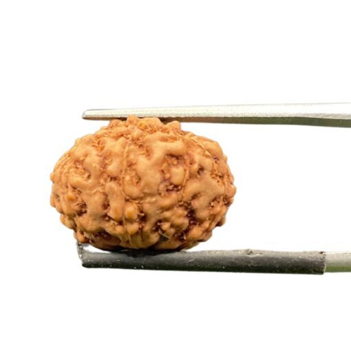 10 mukhi rudraksha indonesian (17.41 MM)