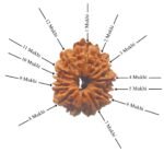12-Mukhi-Nepal-Rudraksha.jpg December 30, 2024 86 Kb
