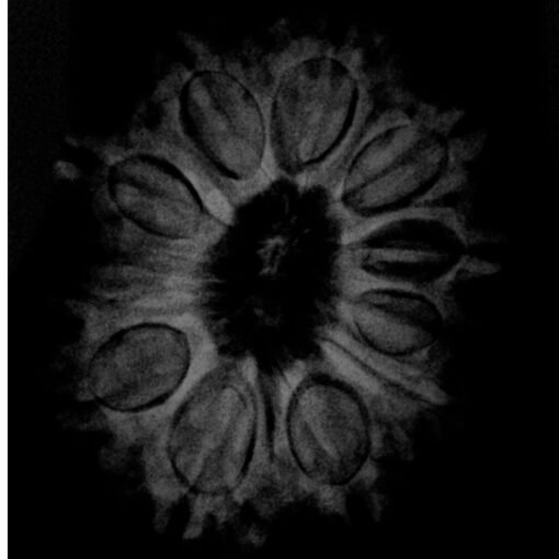 12-Mukhi-Nepal-Rudraksha-24.89-MM-X-Ray-C.jpg December 31, 2024 91 KB