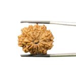 12-Mukhi-Nepal-Rudraksha-26.41-MM-MP-C.jpg October 10, 2024 81 KB