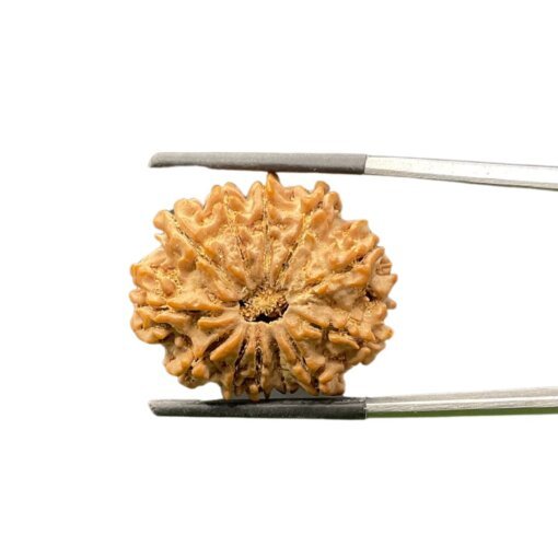 12-Mukhi-Nepal-Rudraksha-26.41-Mm-Mp-C.jpg October 10, 2024 81 Kb