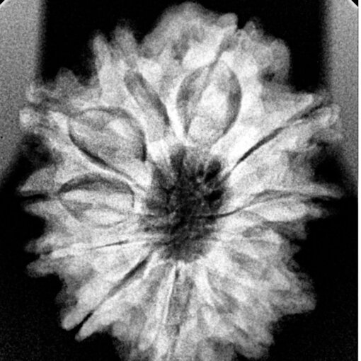 12-Mukhi-Rudraksha-26.71-MM-X-Ray-C.jpg October 16, 2024 184 KB