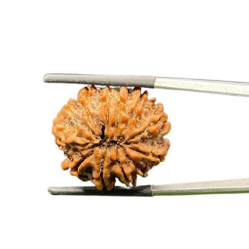 12-Mukhi-Rudraksha-Nepal-24.48-MM-BP-C.jpg October 10, 2024 86 KB