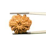 12-Mukhi-Rudraksha-Nepal-26.71-MM-MP-C.jpg October 10, 2024 85 KB