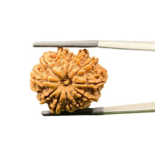 12-Mukhi-Rudraksha-Nepal-26.71-Mm-Mp-C.jpg October 10, 2024 85 Kb