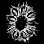 12 Mukhi Rudraksha Nepal ( 28.30 MM )