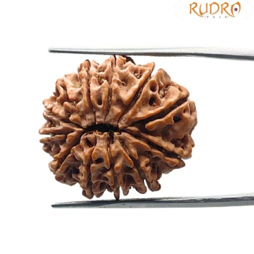 12 Mukhi rudraksha 25.07 mm