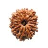 12 Mukhi Rudraksha 25.07 Mm