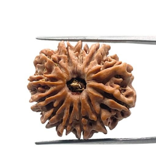 12 Mukhi Rudraksha 25.07 Mm