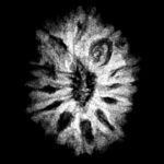 12 Mukhi Rudraksha 18.65 Mm X-Ray