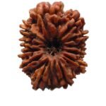 12 Mukhi Rudraksha 29.25 Mm