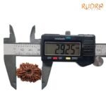 12 Mukhi Rudraksha 29.25 Mm
