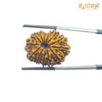 13-Face-Nepal-Medium-Rudraksha-26.63-Mm-Fp-C.jpg