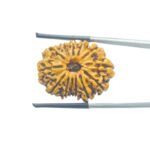 13-Face-Nepal-Medium-Rudraksha-26.63-Mm
