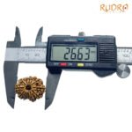 13-Face-Nepal-Medium-Rudraksha-26.63-Mm