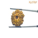 13-Face-Nepal-Medium-Rudraksha-26.63-Mm-Sp-C.jpg