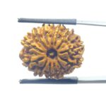 13 Face Nepal Rudraksha - ( 21.70 MM )