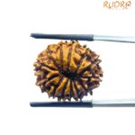 13 Face Nepal Rudraksha - ( 21.70 MM )