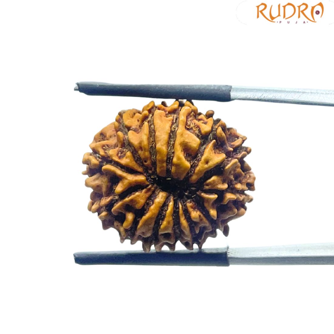 13 Face Nepal Rudraksha - ( 21.70 MM )