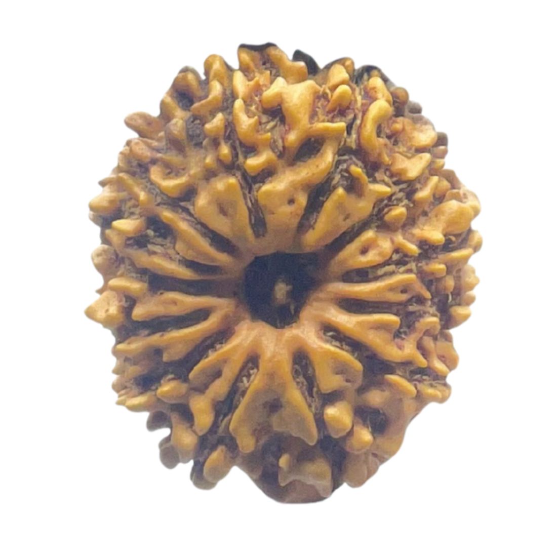 13 Face Nepal Rudraksha - ( 21.70 MM )